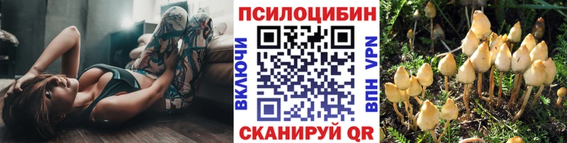 цены   Глазов  Галлюциногенные грибы Psilocybine cubensis 